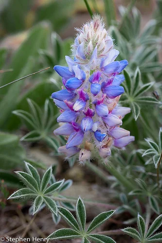 Mount Ashland Lupine — Klamath-Siskiyou Wildlands Center